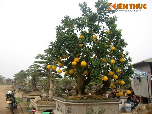 Vẻ đẹp hiếm có của bưởi cảnh trăm triệu ở Hà Nội - ảnh 4