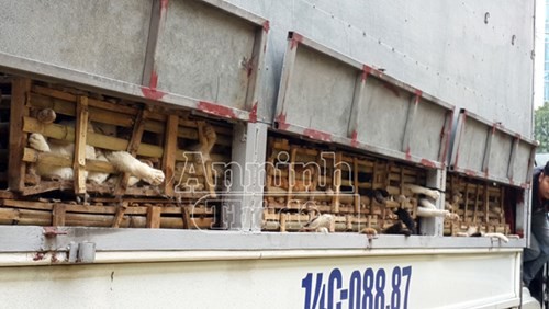 Phát hiện xe tải chở 3 tấn mèo nhập lậu từ Trung Quốc về Hà Nội - ảnh 3