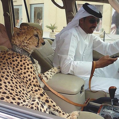 Choáng váng với độ chơi 'ngông' của nhà giàu Dubai - ảnh 7