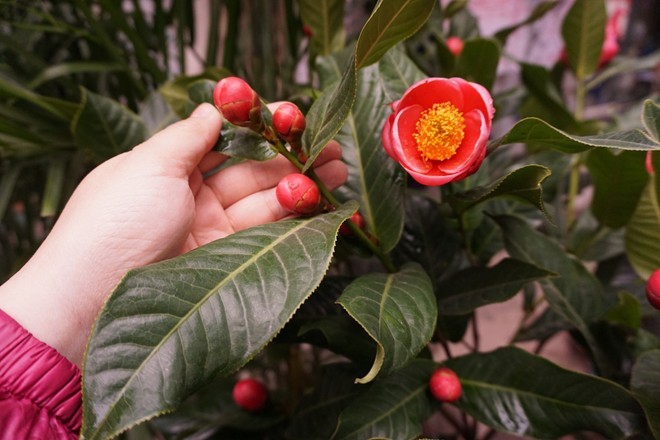 Xót ruột, mất tiền mua cây cảnh gắn bằng nhựa - ảnh 1