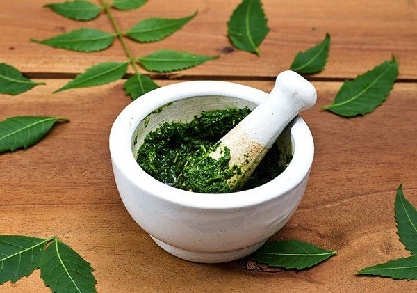 Lá cây táo ta chữa được những bệnh gì? - ảnh 1