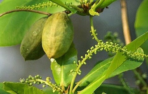 Trị sâu răng đơn giản với bài thuốc từ lá bàng - ảnh 6