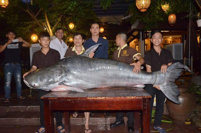 Cá tra 'khủng', nặng hơn 200 kg sa lưới ngư dân Hậu Giang - ảnh 1