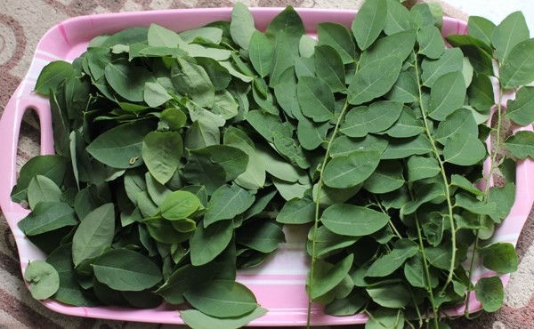 Trị mụn bọc, mụn trứng cá siêu nhanh bằng các loại rau vườn nhà - ảnh 2