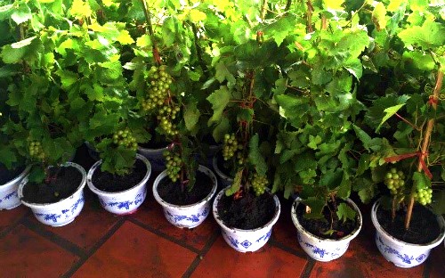 Chậu kiểng trái cây chưng Tết đua nhau bung hàng - ảnh 1