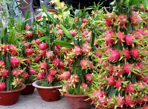 Chậu kiểng trái cây chưng Tết đua nhau bung hàng - ảnh 3