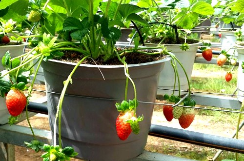 Chậu kiểng trái cây chưng Tết đua nhau bung hàng - ảnh 4