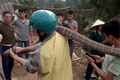 Rắn hổ mang khổng lồ ở Phú Thọ có tên trong sách đỏ - ảnh 1