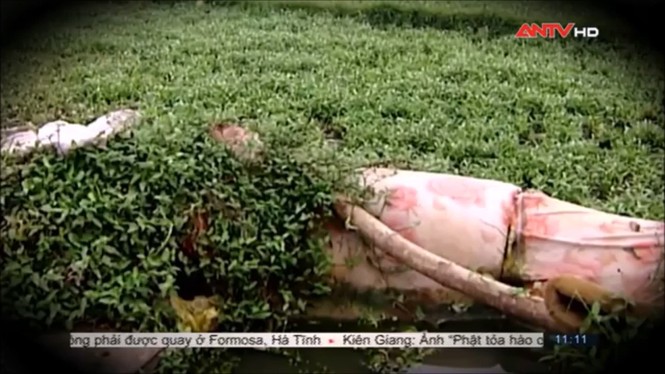 Sợ hãi không dám ăn rau muống sau khi xem phóng sự này - ảnh 9