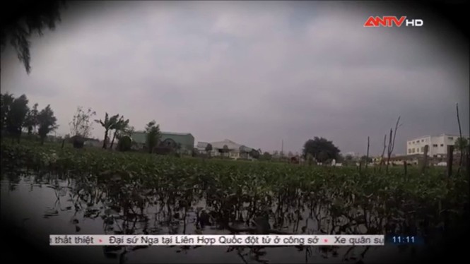 Sợ hãi không dám ăn rau muống sau khi xem phóng sự này - ảnh 10