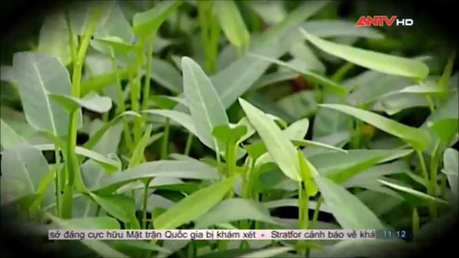 Sợ hãi không dám ăn rau muống sau khi xem phóng sự này - ảnh 13