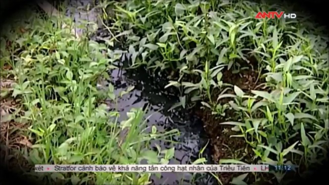 Sợ hãi không dám ăn rau muống sau khi xem phóng sự này - ảnh 14