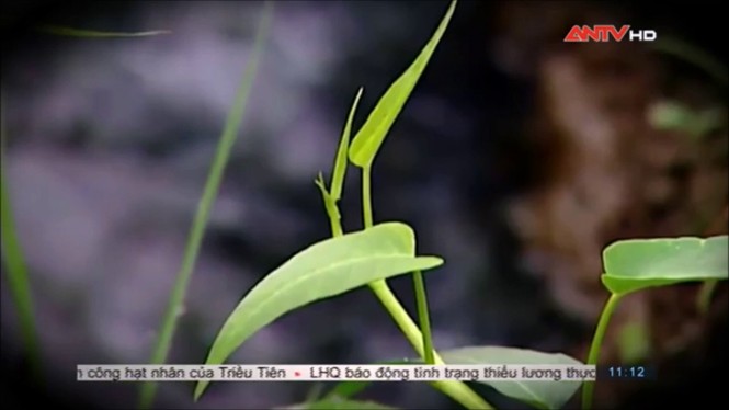 Sợ hãi không dám ăn rau muống sau khi xem phóng sự này - ảnh 15