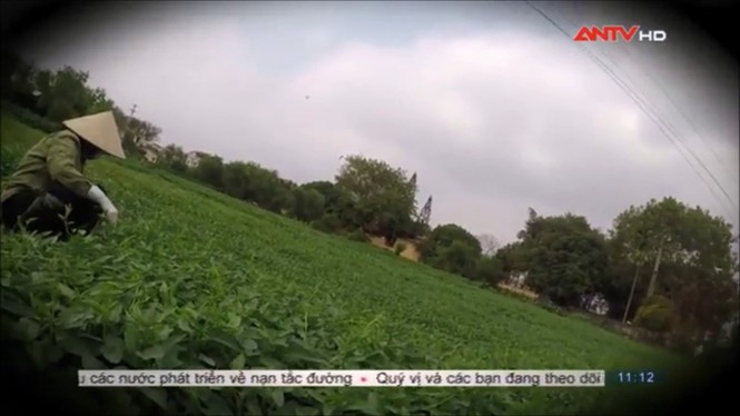 Sợ hãi không dám ăn rau muống sau khi xem phóng sự này - ảnh 16