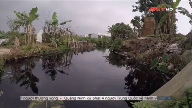 Sợ hãi không dám ăn rau muống sau khi xem phóng sự này - ảnh 2