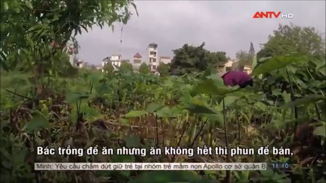 Sợ hãi không dám ăn rau muống sau khi xem phóng sự này - ảnh 3