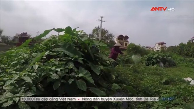 Sợ hãi không dám ăn rau muống sau khi xem phóng sự này - ảnh 4