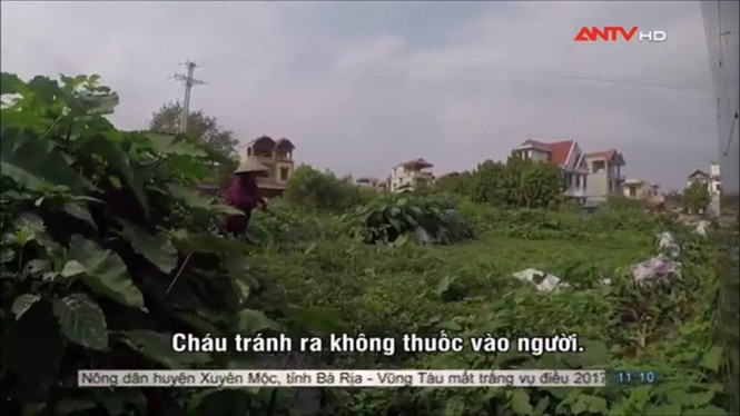 Sợ hãi không dám ăn rau muống sau khi xem phóng sự này - ảnh 5