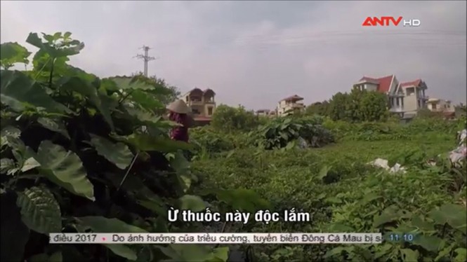 Sợ hãi không dám ăn rau muống sau khi xem phóng sự này - ảnh 6