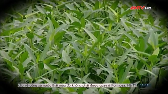 Sợ hãi không dám ăn rau muống sau khi xem phóng sự này - ảnh 8