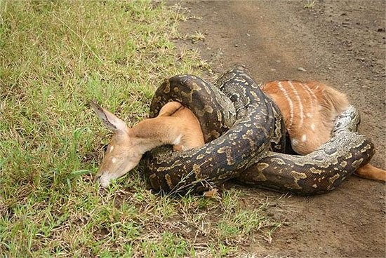 Ớn lạnh với loài trăn châu Phi lúc mổ bụng thấy nguyên cả xác người - ảnh 3