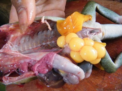 Đối phó kiểu “ăn cho tuyệt chủng” - ảnh 1