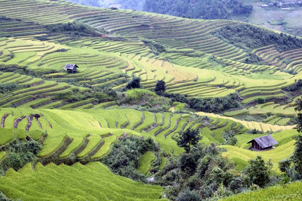 Vào mùa Hạ, đó là những bức thảm mơn mởn màu xanh lúa non và đến mùa Thu lại trở thành những làn sóng lúa chín vàng rực rỡ.