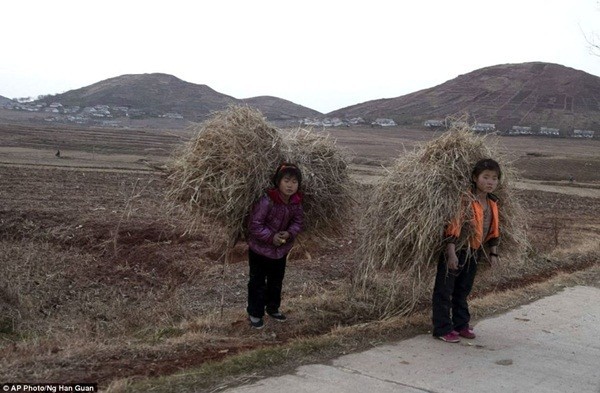 2 bé gái đang thu lượm rơm rạ tại tỉnh Hwanghae
