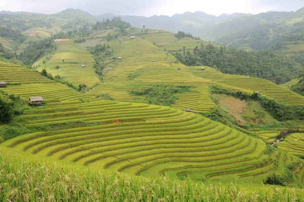 Nhiều du khách khác cũng phải thốt lên trầm trồ khi được đắm mình trong một không gian kỳ vĩ và chiêm ngưỡng những tuyệt tác ruộng bậc thang.