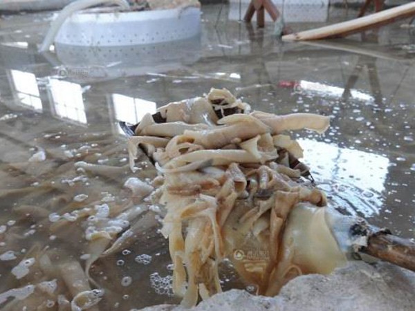 Nhà sản xuất gelatin dùng da thối làm nguyên liệu