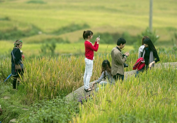 Trên mảnh đất vùng cao Mù Cang Chải, Yên Bái, vẻ đẹp của những thửa ruộng bậc thang uốn lượn uyển chuyển, tạo nên một kỳ quan làm say lòng khách phương xa.