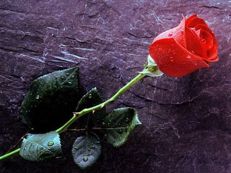Yêu thế nào để... có chồng? - ảnh 1
