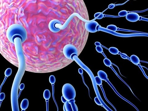 Tinh trùng của đàn ông cao tuổi không hề bị lão hóa như các cơ quan khác