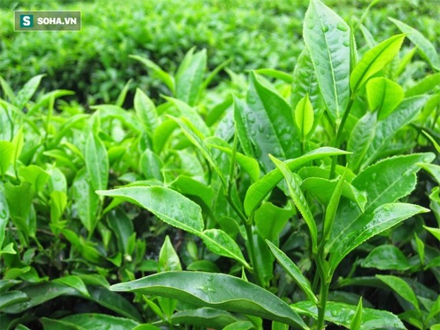 5 loại thực phẩm phổ biến tuyệt đối không nên ăn sống - ảnh 4