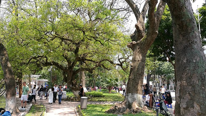 Hà Nội rực rỡ nắng vàng trong tiết trời cuối xuân - ảnh 3