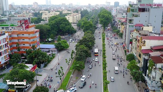 Hàng cây trên đường Kim Mã trước giờ chặt hạ, đánh chuyển - ảnh 1