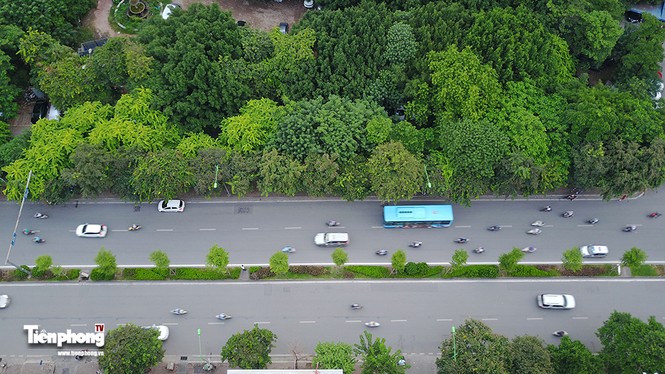 Hàng cây trên đường Kim Mã trước giờ chặt hạ, đánh chuyển - ảnh 2