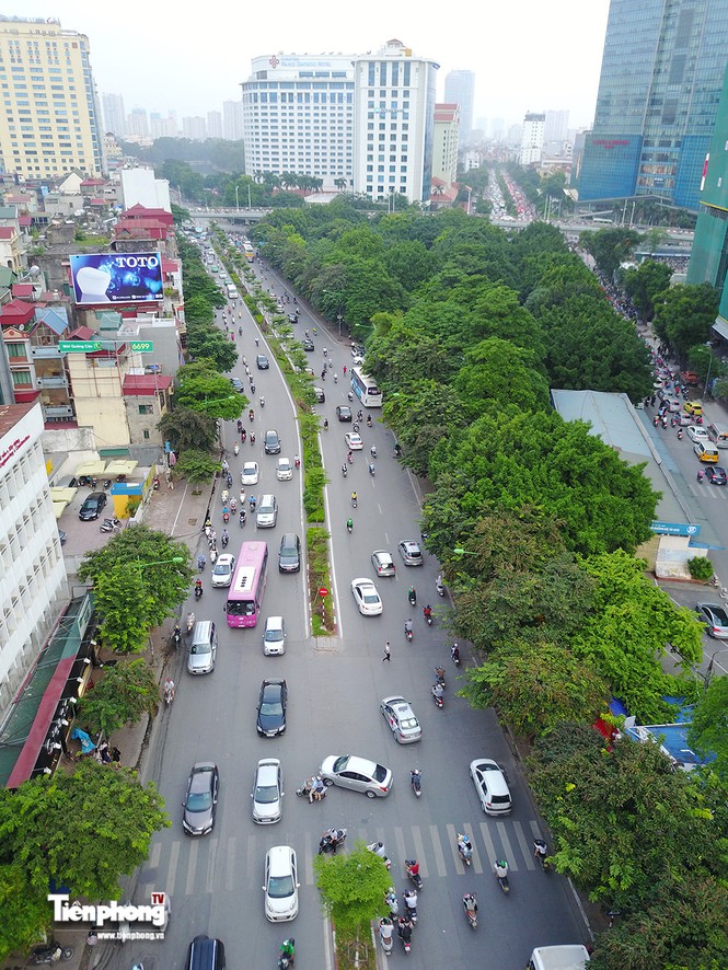Hàng cây trên đường Kim Mã trước giờ chặt hạ, đánh chuyển - ảnh 3