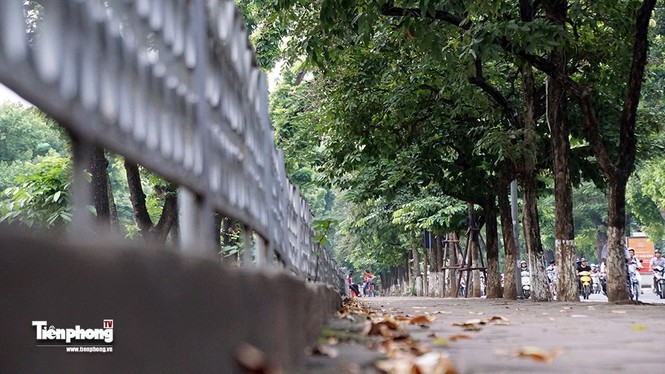 Hàng cây trên đường Kim Mã trước giờ chặt hạ, đánh chuyển - ảnh 4