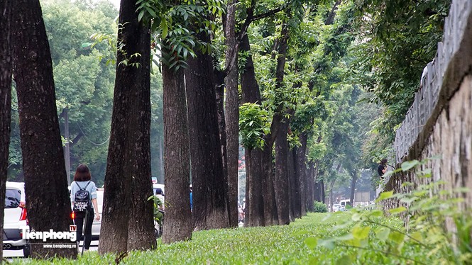 Hàng cây trên đường Kim Mã trước giờ chặt hạ, đánh chuyển - ảnh 5