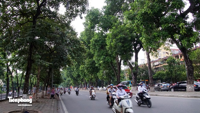 Hàng cây trên đường Kim Mã trước giờ chặt hạ, đánh chuyển - ảnh 6