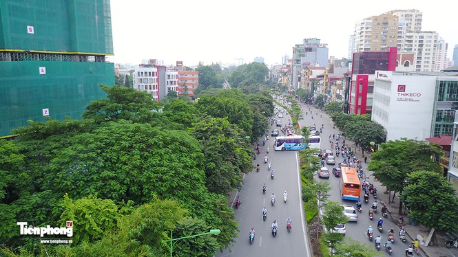 Hàng cây trên đường Kim Mã trước giờ chặt hạ, đánh chuyển - ảnh 8