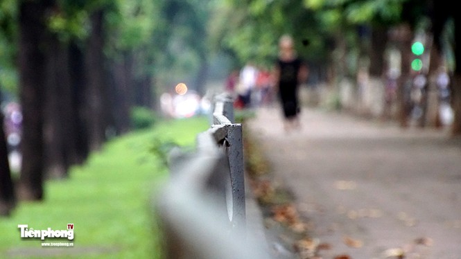 Hàng cây trên đường Kim Mã trước giờ chặt hạ, đánh chuyển - ảnh 9