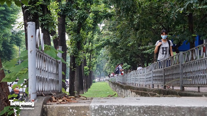 Hàng cây trên đường Kim Mã trước giờ chặt hạ, đánh chuyển - ảnh 10