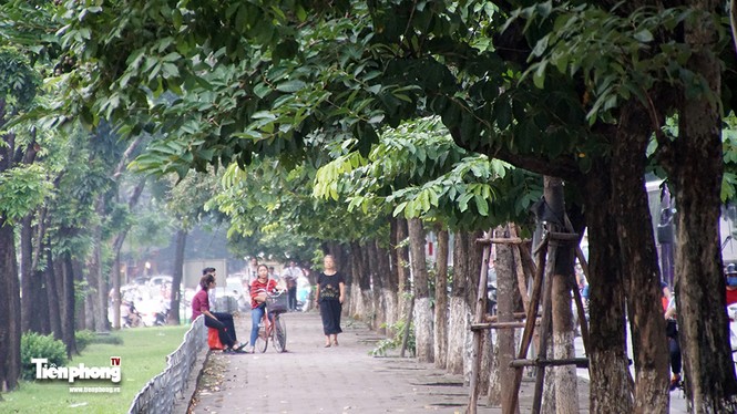 Hàng cây trên đường Kim Mã trước giờ chặt hạ, đánh chuyển - ảnh 11