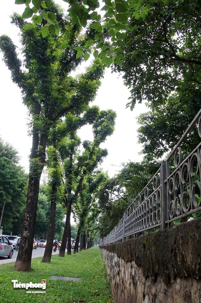Hàng cây trên đường Kim Mã trước giờ chặt hạ, đánh chuyển - ảnh 12