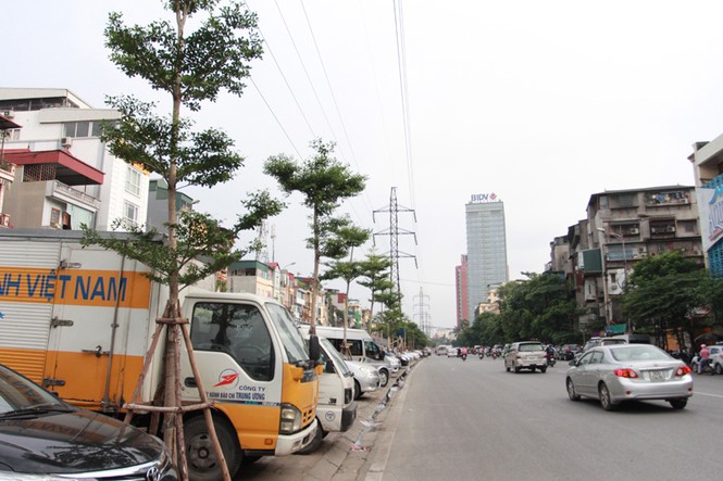 Thắc mắc với cách trồng cây dưới lưới điện cao áp - ảnh 3
