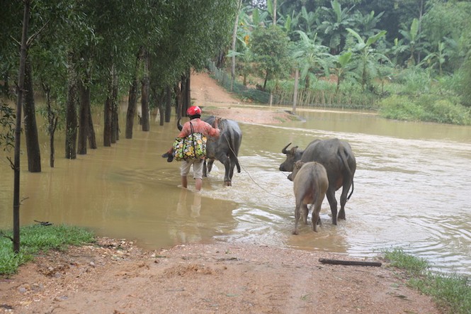 Nước sông Lam dâng cao, người dân hoang mang chạy lũ - ảnh 1