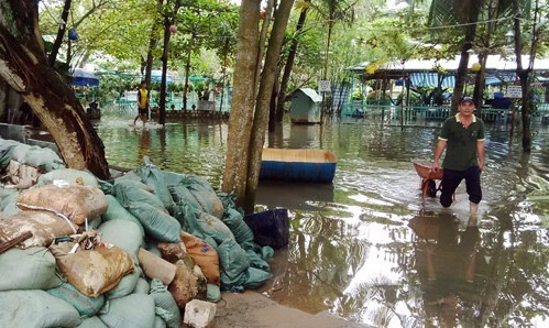 Triều cường gây ngập, người nuôi cá Sài Gòn khóc ròng - ảnh 3