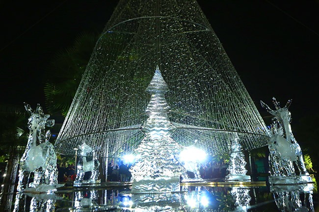 Cây thông Noel và những ngôi sao điều ước - ảnh 1